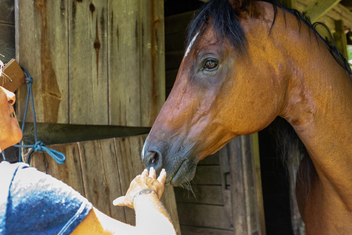 Recovering Hands founder Kim Adams pets one of her two therapy horses used to assist those who participate in her addiction recovery program.  Halle Parker/Register & Bee