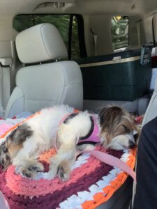 Plum tuckered pup